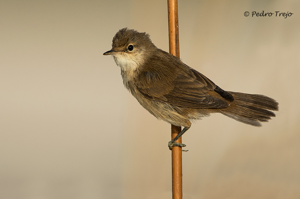 Carricero común (Accephaceus scirpaceus)